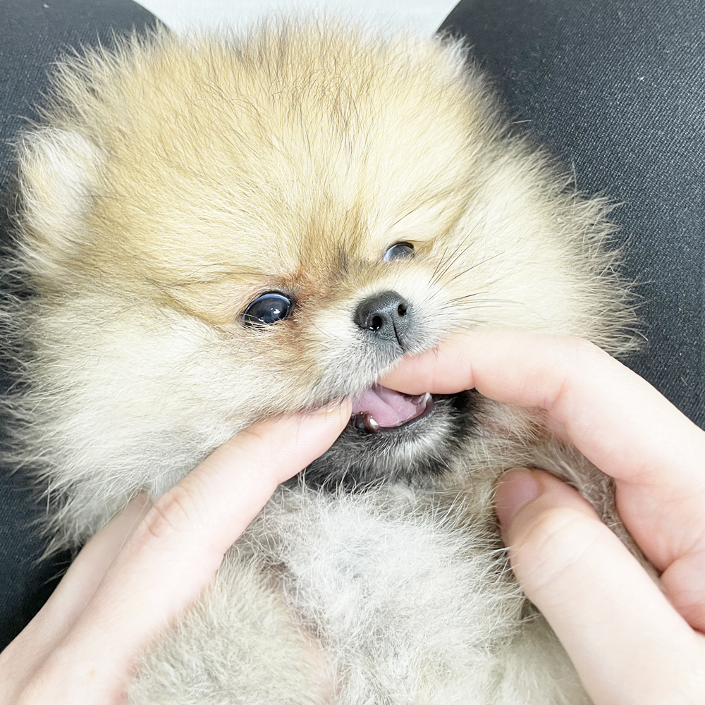 子犬の乳歯♪